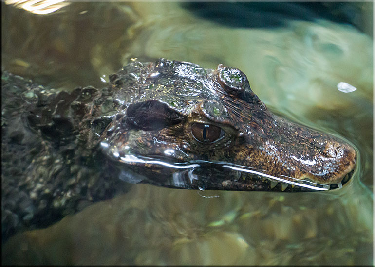 Cuvier´s Dwarf Crocodiles