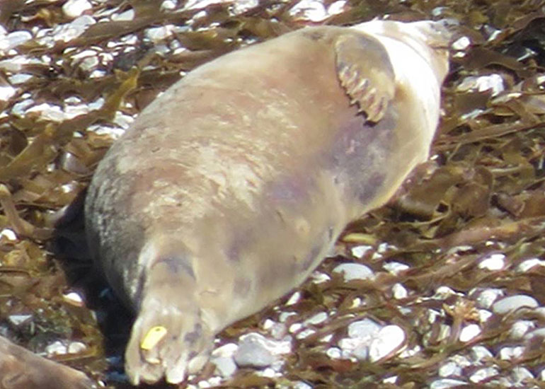 photo of Ariel taken by Sue Sayer on 25th May 2015