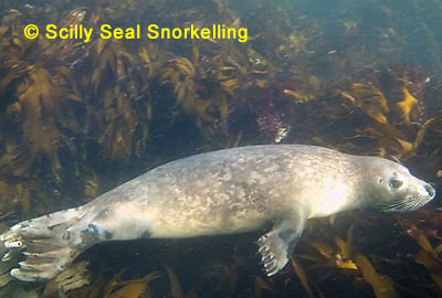 (C) Anna of the Scilly Seal Snorkelling