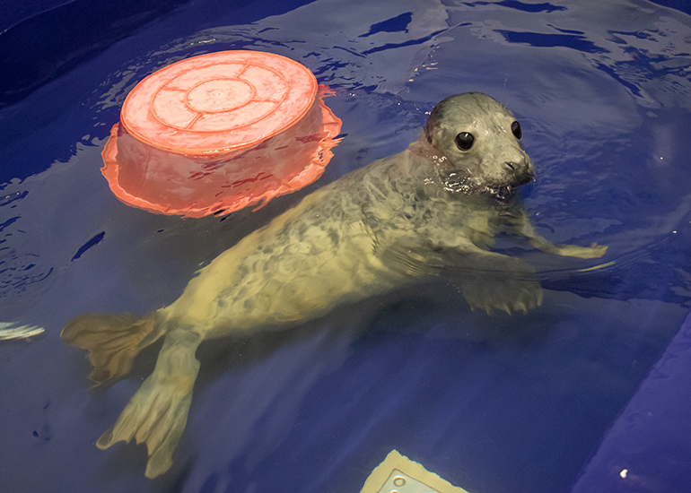 Arwen, rescued seal pup
