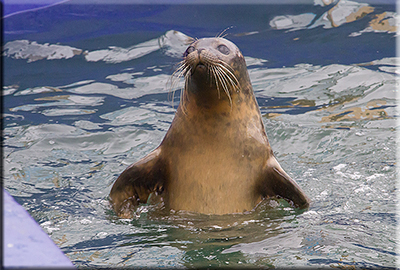 Ash, rescued seal pup