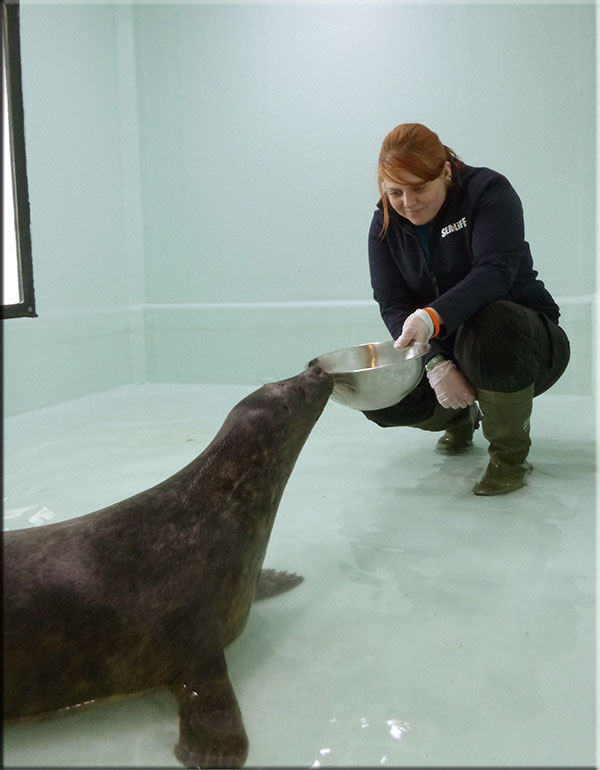 Athena in the hospital's weaning pool
