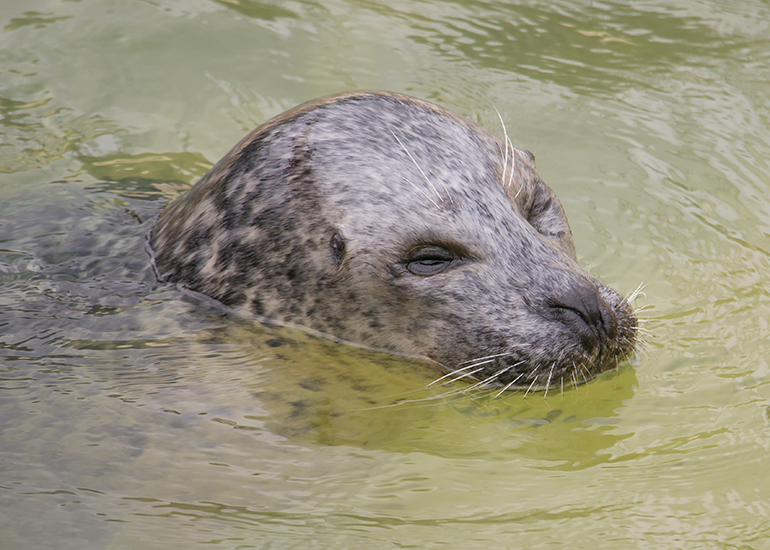 Babyface, Common Seal 