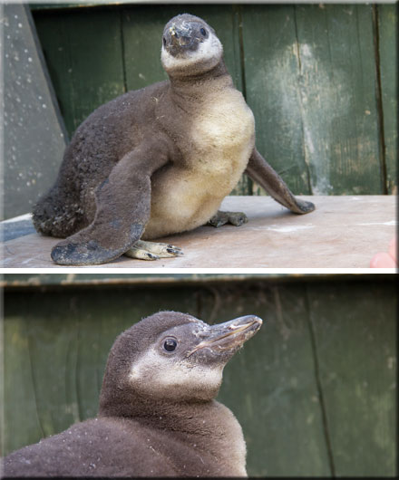 (c) Penguin Chick