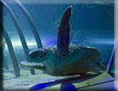 Hunstanton SEA LIFE Sanctuary - 23rd September 2014