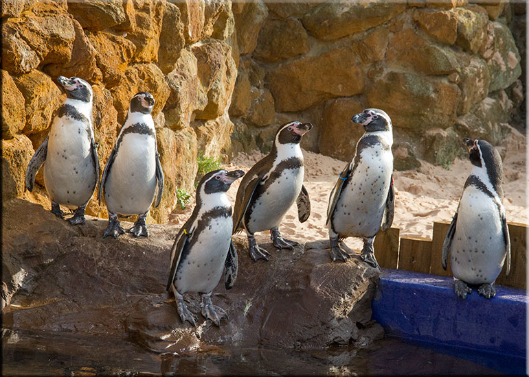 Hunstanton SEA LIFE Sanctuary