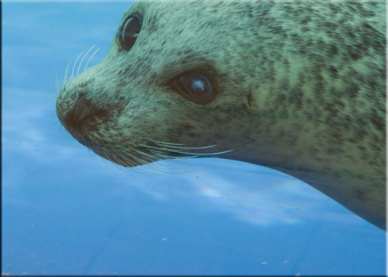Hunstanton SEA LIFE Sanctuary