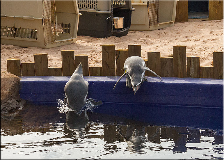 Hunstanton SEA LIFE Sanctuary