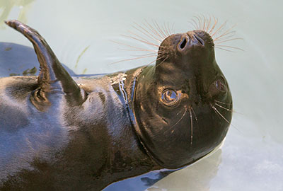 Badger - The Melanistic Seal Pup