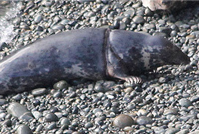 Photo by Lisa Morgan of Bagshot