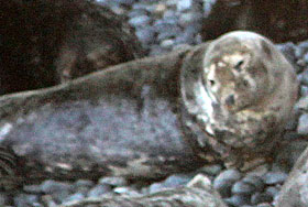 Bagshot - photo by Lisa Morgan