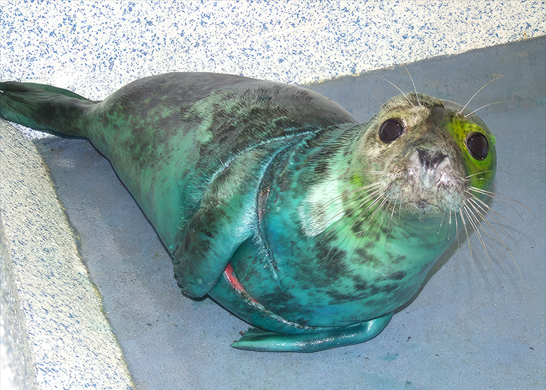 Bagshot in the Cornish Seal Sanctuary hospital in February 2010