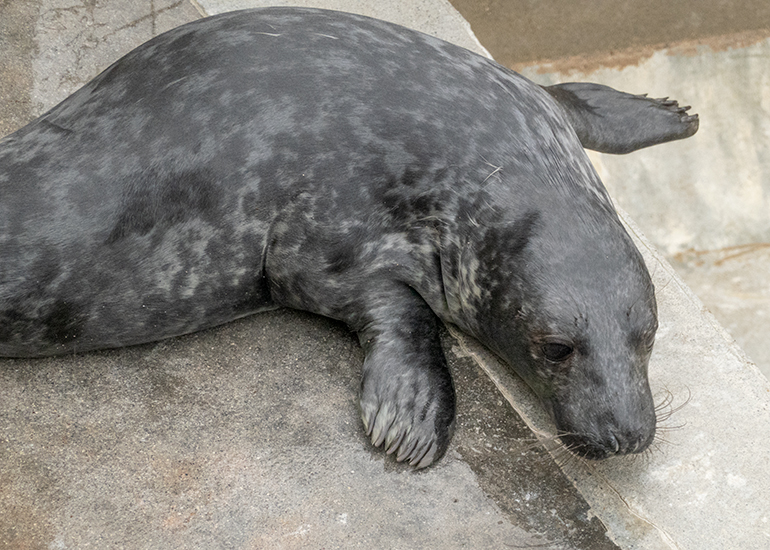 Baloo, rescued seal pup