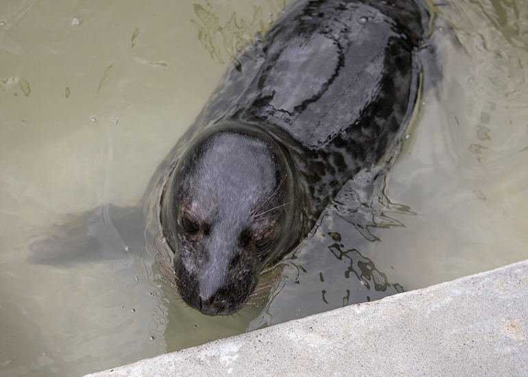 Baloo, rescued seal pup