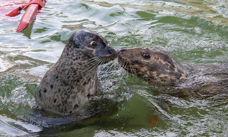 Banana with her pool friends