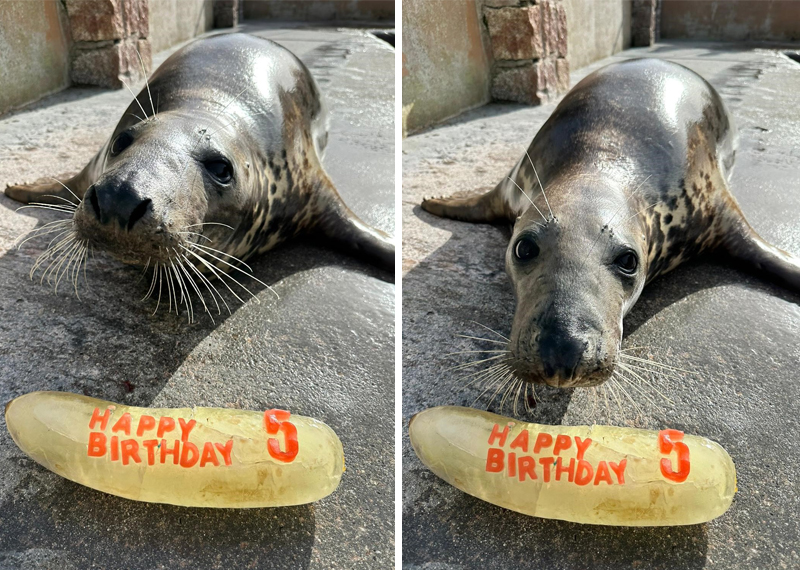 Happy Birthday Banana!