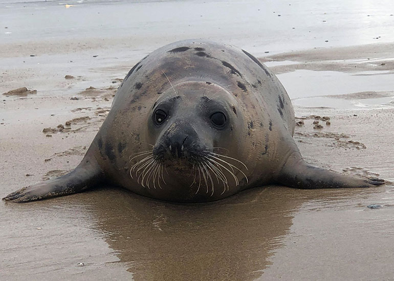 Bananarama, rescued seal pup