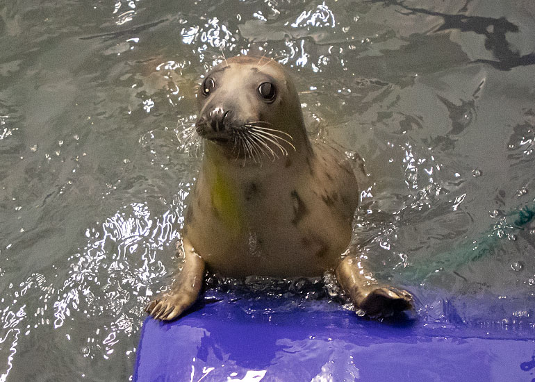 Bananarama, rescued seal pup