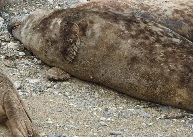 Basil - Photo credit : Rob Wells - 6th March 2024