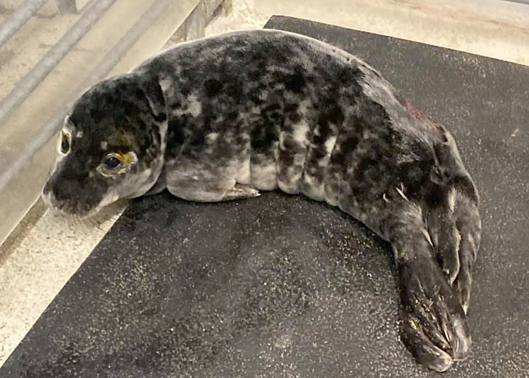 Basil - Photo Credit : Alison Davey