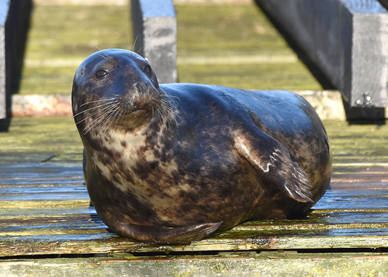 Basil - Photo credit - Sarah Greenslade of The Seal Project