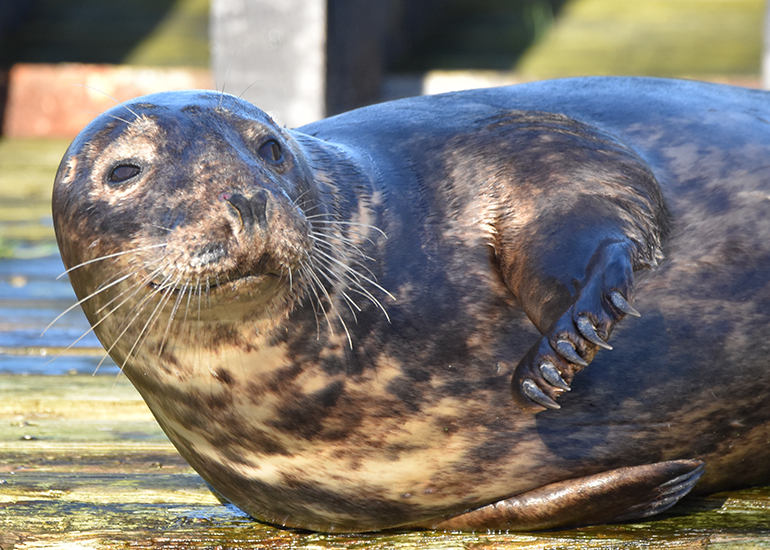 Basil - Photo credit - Sarah Greenslade of The Seal Project