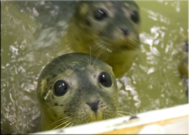 Batman in the weaning pool