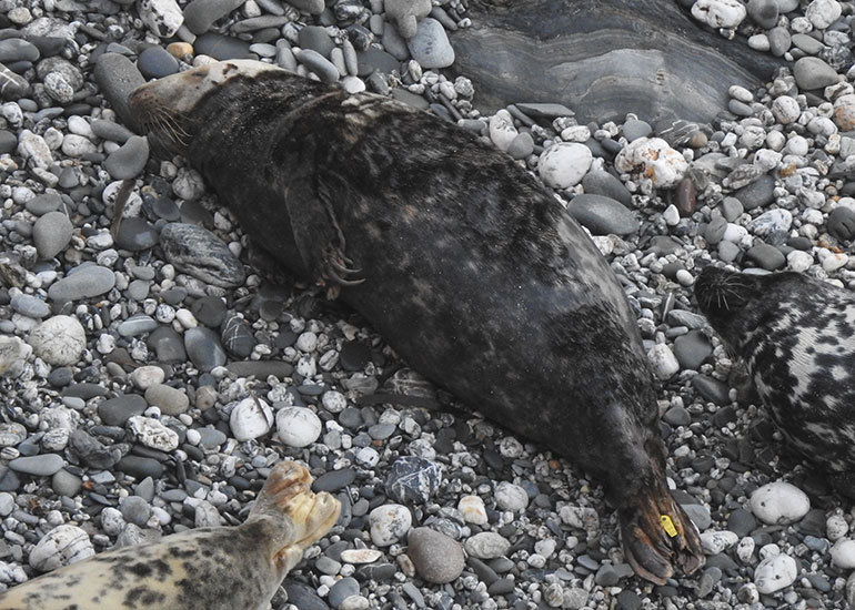 Beast - Photo credit - Sue Sayer of the Cornwall Seal Group Research Trust - 28th December 2017