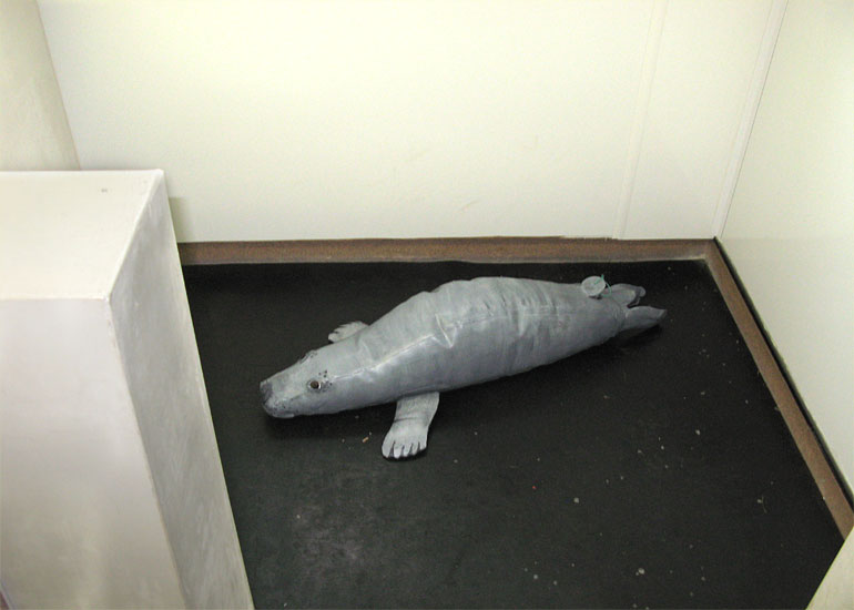 New for 2013 - Behind the Scenes Seal Hospital Tour