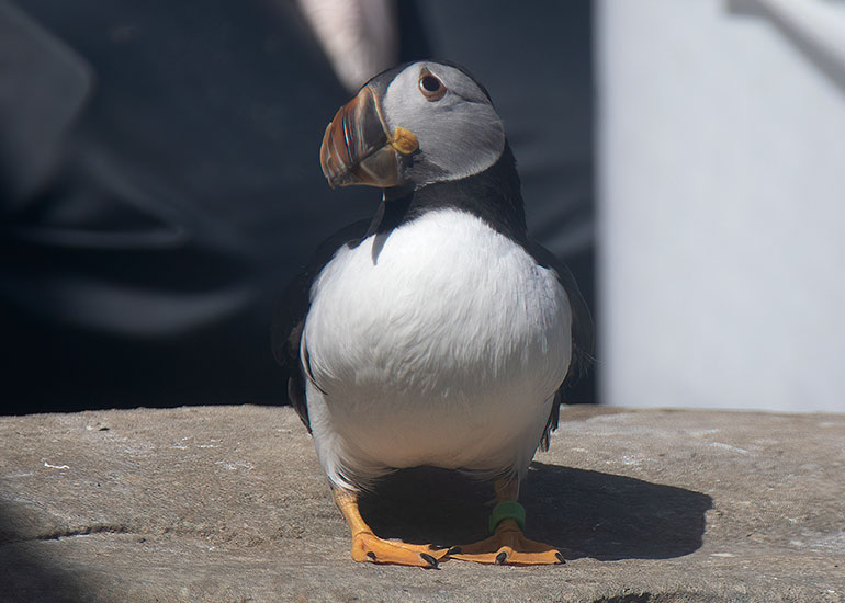 Billie - Puffin