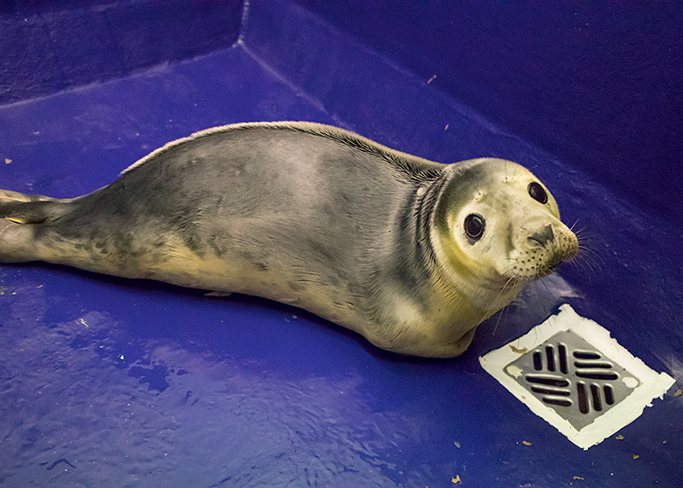 Blondie, rescued seal pup