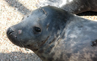 Photo of Bob Marley