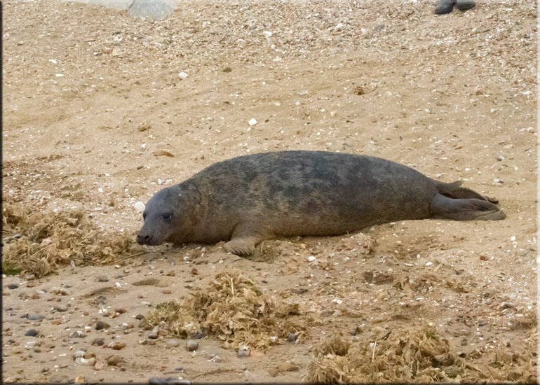 Boris - 10th June 2013
