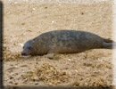 Boris released back into the wild on 10th June 2013