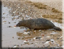 Boris released back into the wild on 10th June 2013