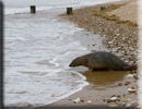 Boris released back into the wild on 10th June 2013