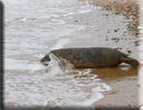 Boris released back into the wild on 10th June 2013