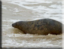 Boris released back into the wild on 10th June 2013