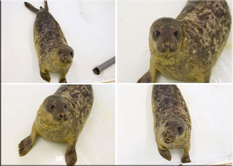 Boris, Rescued Seal Pup