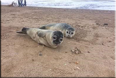 Bowser and Blaze on the beach together