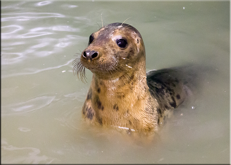 Bauble - photo taken on 4th June 2016