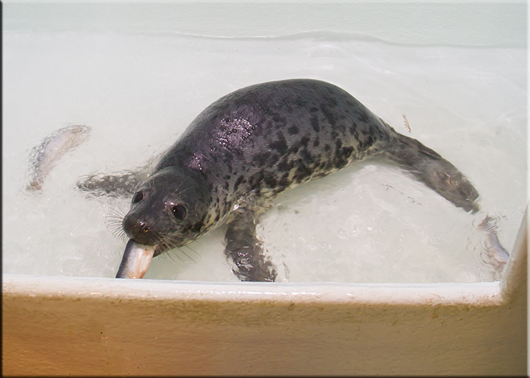 Brauble - photo taken on 11th April 2016