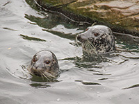 Breakfast with the Seals