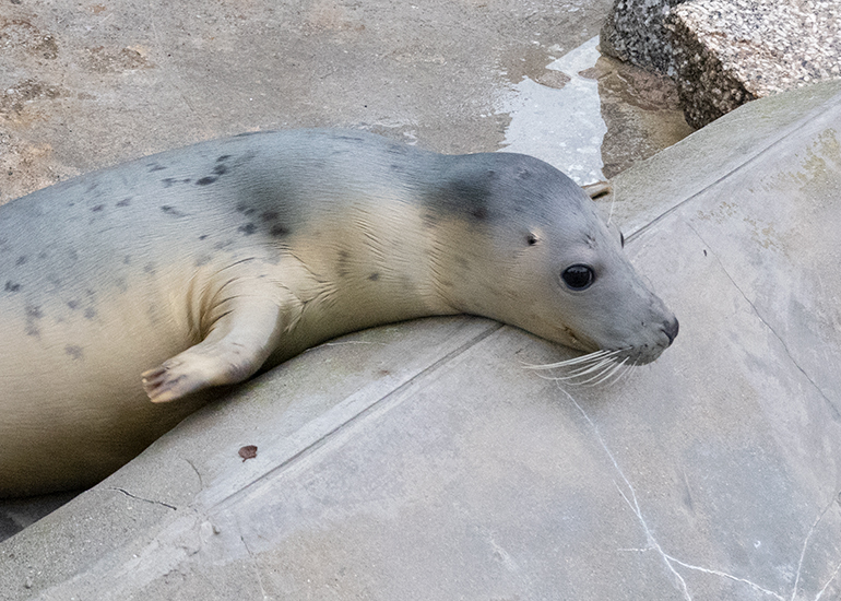 Bridget Jones, rescued seal pup