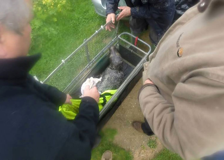 Bruce Wayne - Re-Rescued on 4th May 2015
