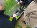 Bruce Way - Re-Rescued on 4th May 2015