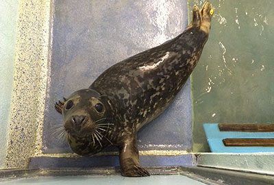 Bruce in the hospital pen 3 - 8th May 2015