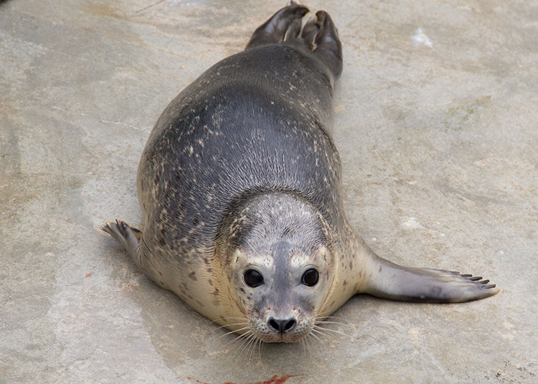One of the resident seals
