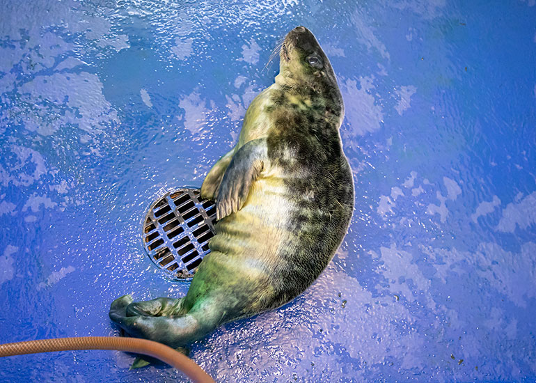 Cabbage Patch Kid, rescued seal pup