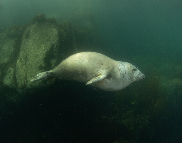 Photo Credit - Saeed Rashid - 29th July 2020 - Lundy Island